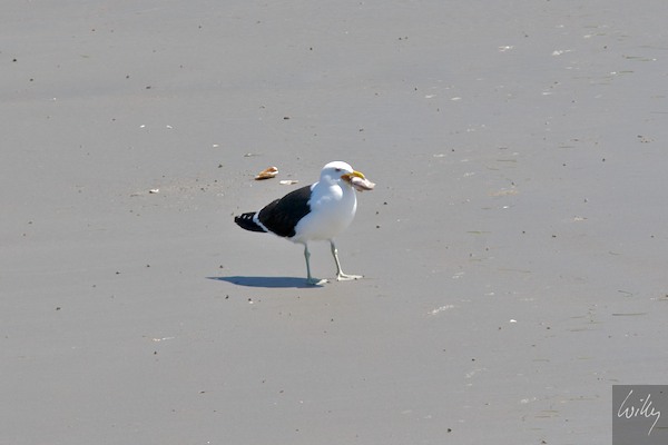 New Zealand 09 10  193